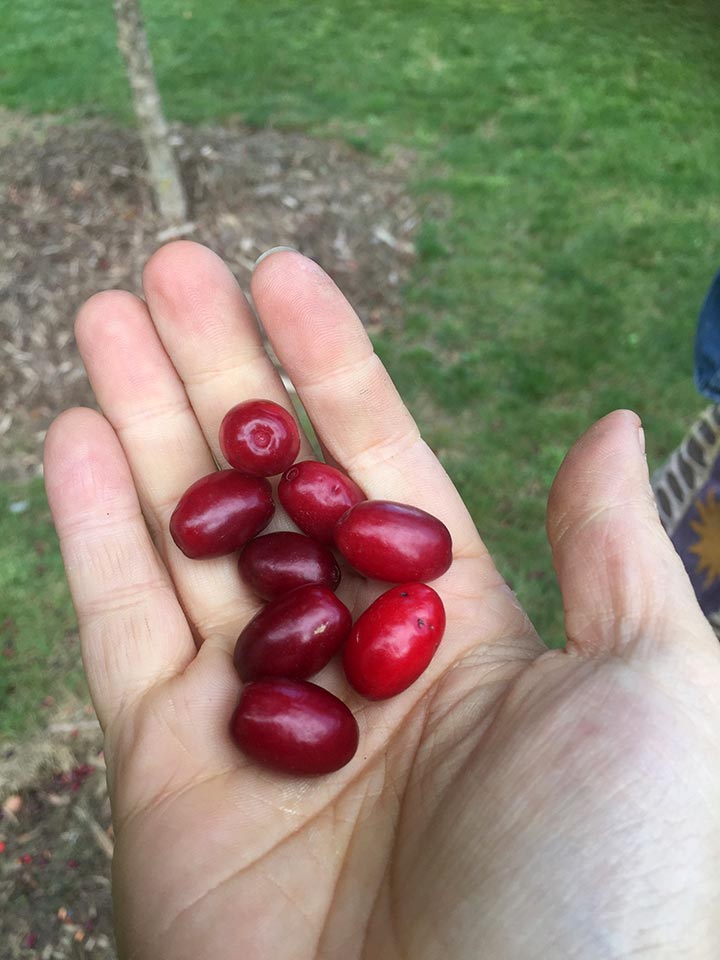 Cornelian Cherry Harvest And Recipe