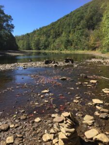 A healed and restored river (the Clarion!)