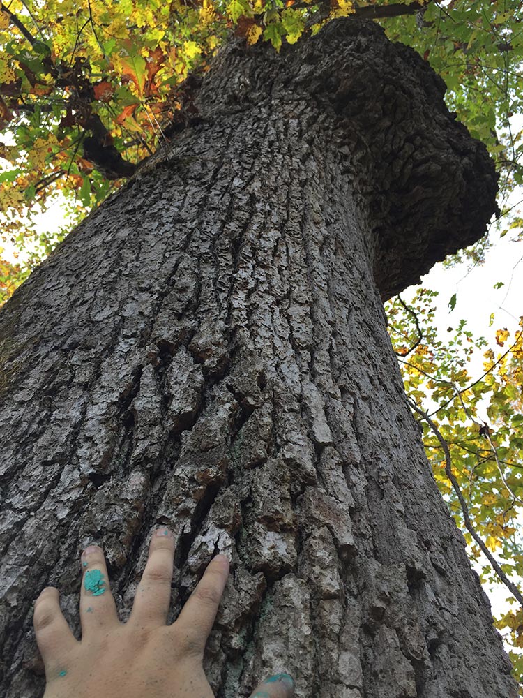 Honoring the white oak (just realized this photo has me with paint on my hand from painting the art studio!)