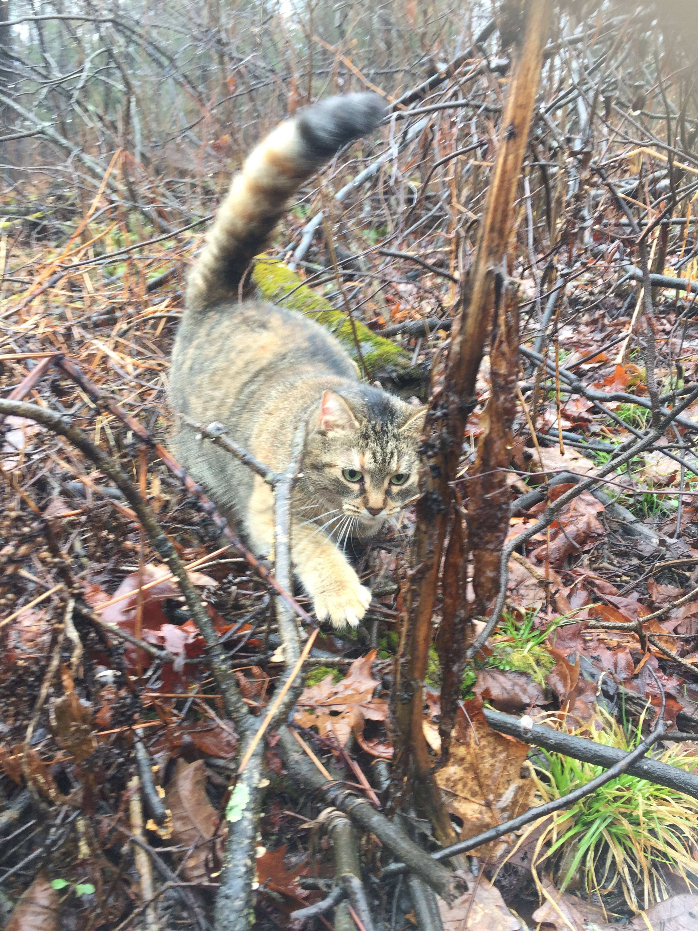 Acorn in the brush!