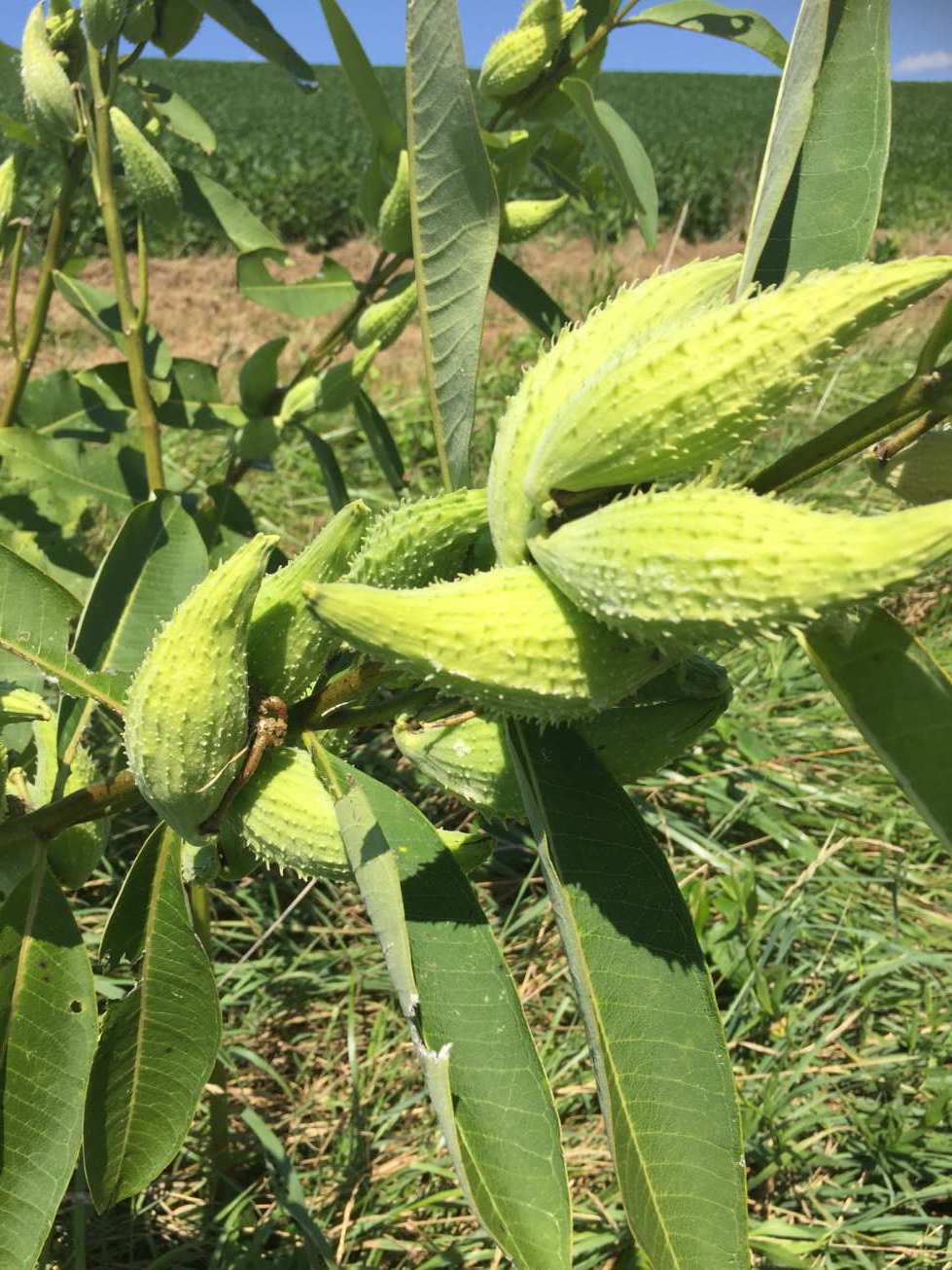 Abundant milkweed along a field