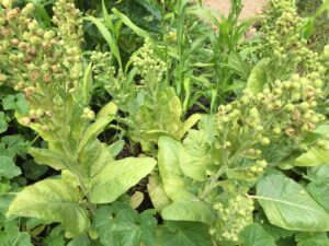 Beautiful Nicotiana rusticas growing in the garden!