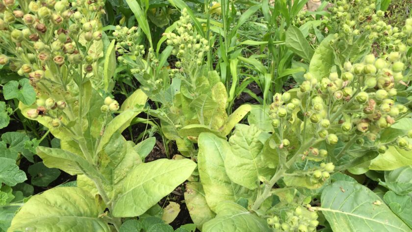 Beautiful Nicotiana rusticas growing in the garden!