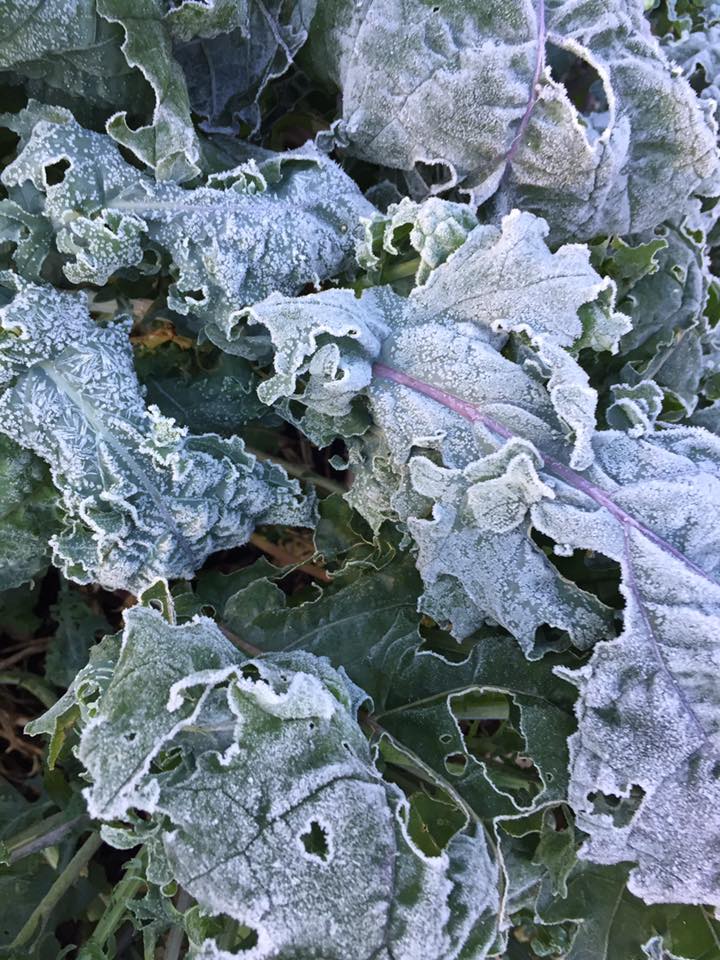 Kale loves the frost!