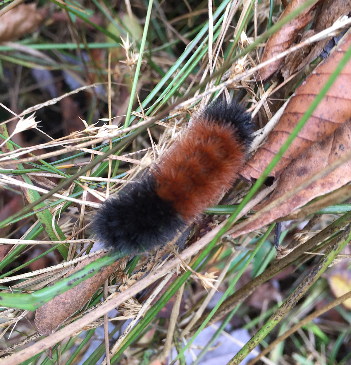 The Wooly Caterpillar!
