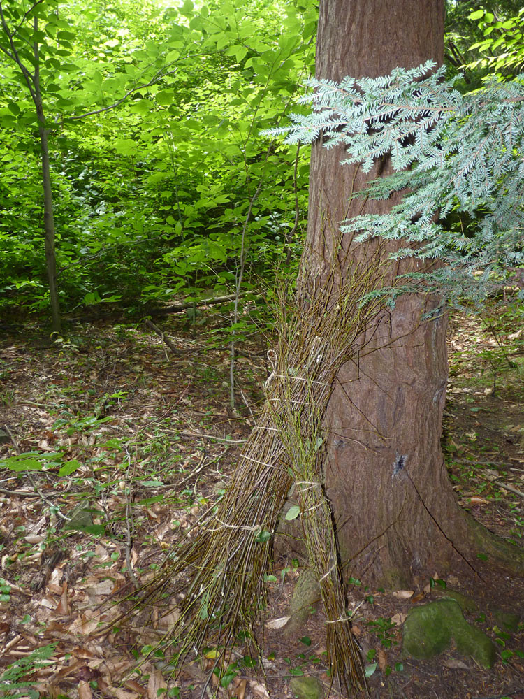 Harvesting Birch Sticks for Drinks and Medicine