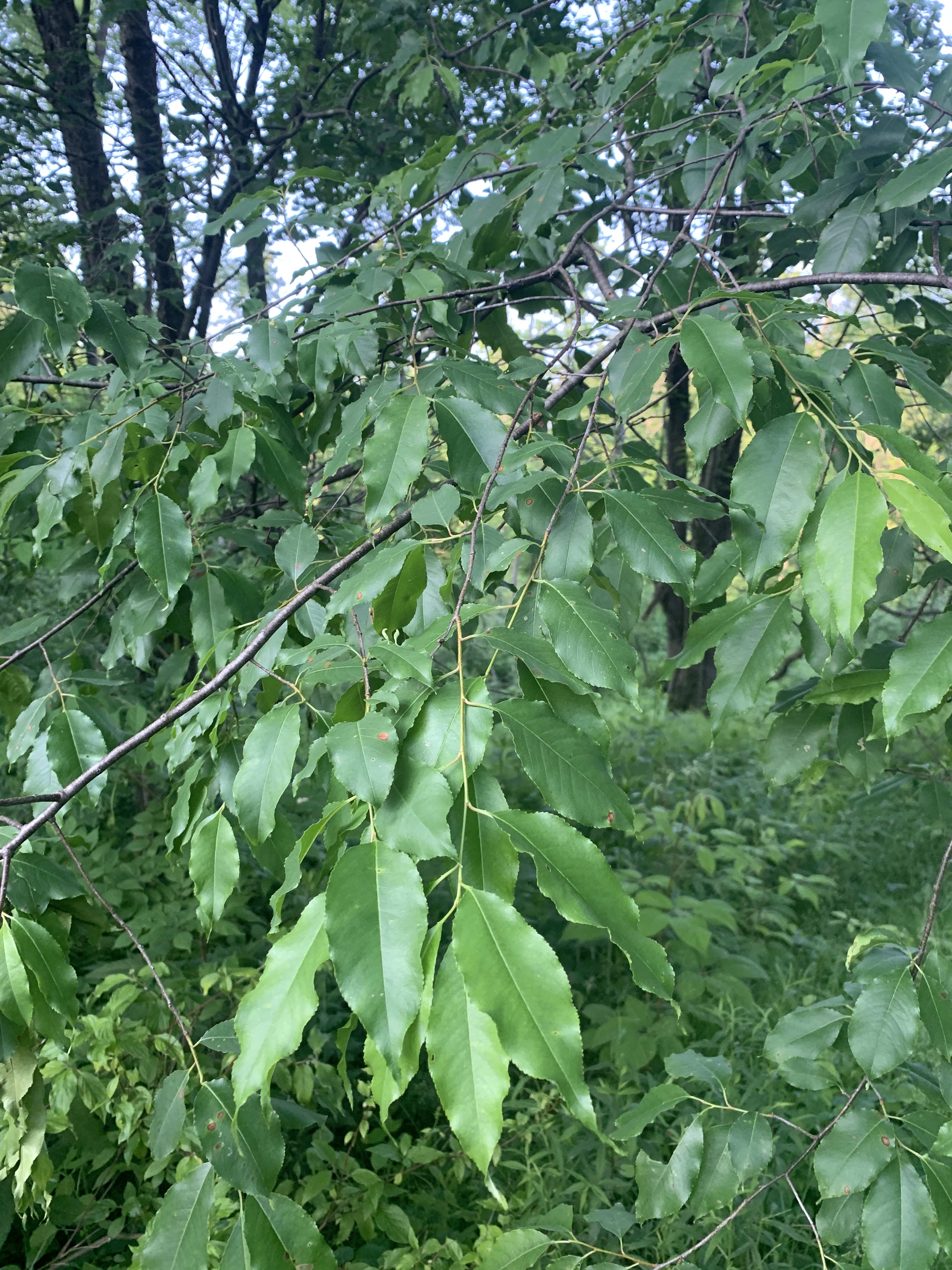 Out My Backdoor: Benefits of Black Cherry Trees