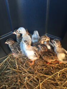 Baby guinea fowl