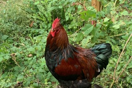 Pythagoras the Rooster