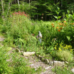 Mandala Medicine Garden