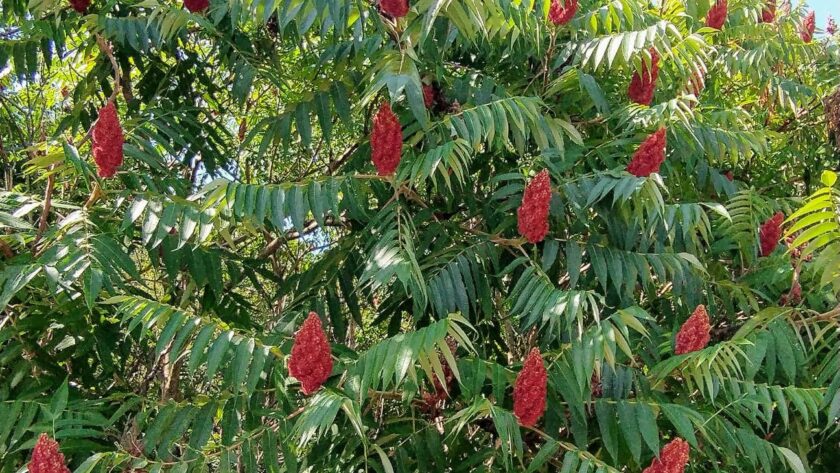 A lovely stand of staghorn sumac in bloom!