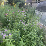 Monarda, Motherwort, New England Aster, and walking onions in a hugel bed