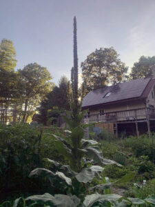 Mullein at the druid's garden! 