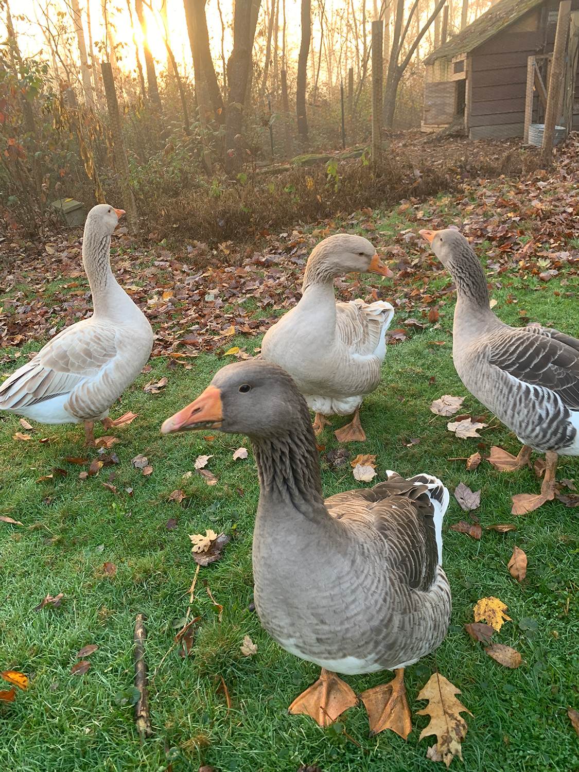 Calling up the sunrise with the Sphere of Protection in early spring with the geese