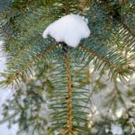 Close up of blue spruce in late winter