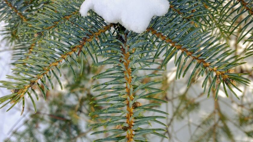 Close up of blue spruce in late winter