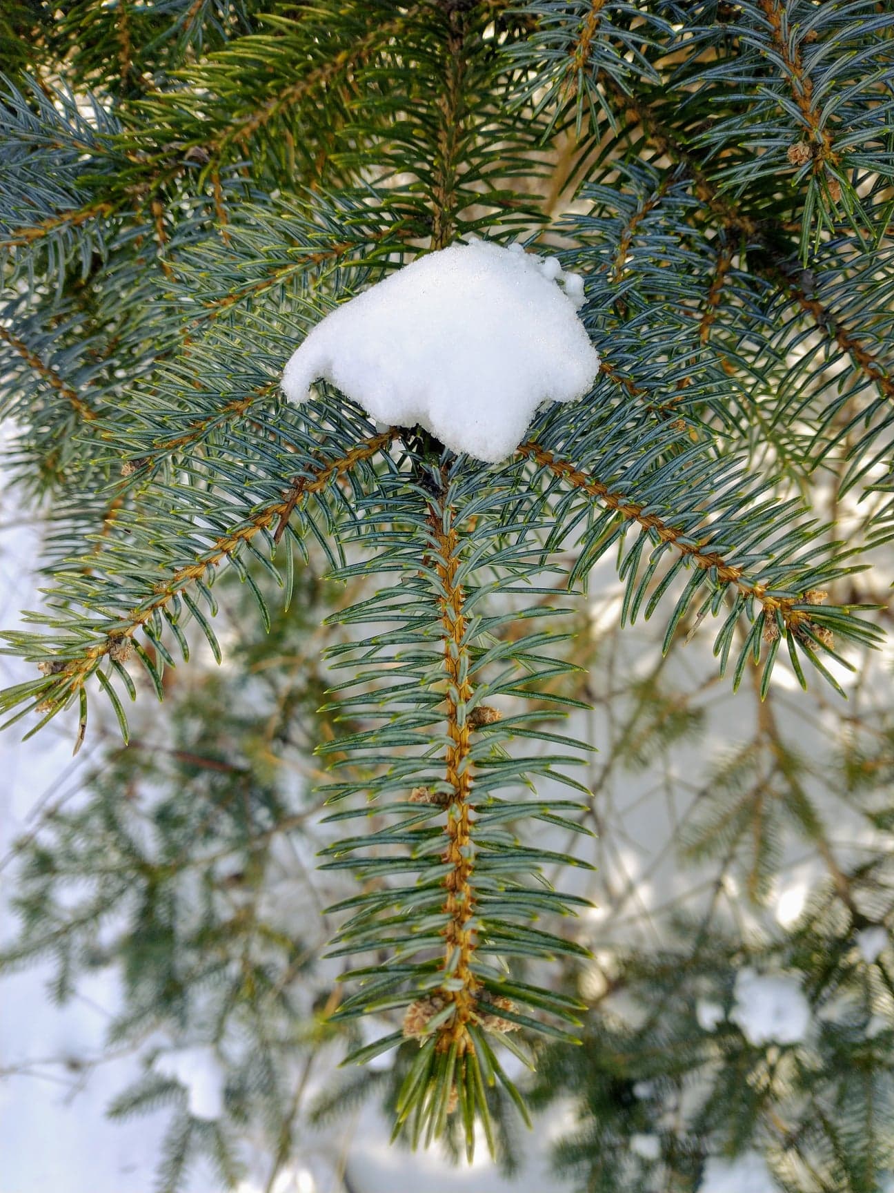 Close up of blue spruce in late winter