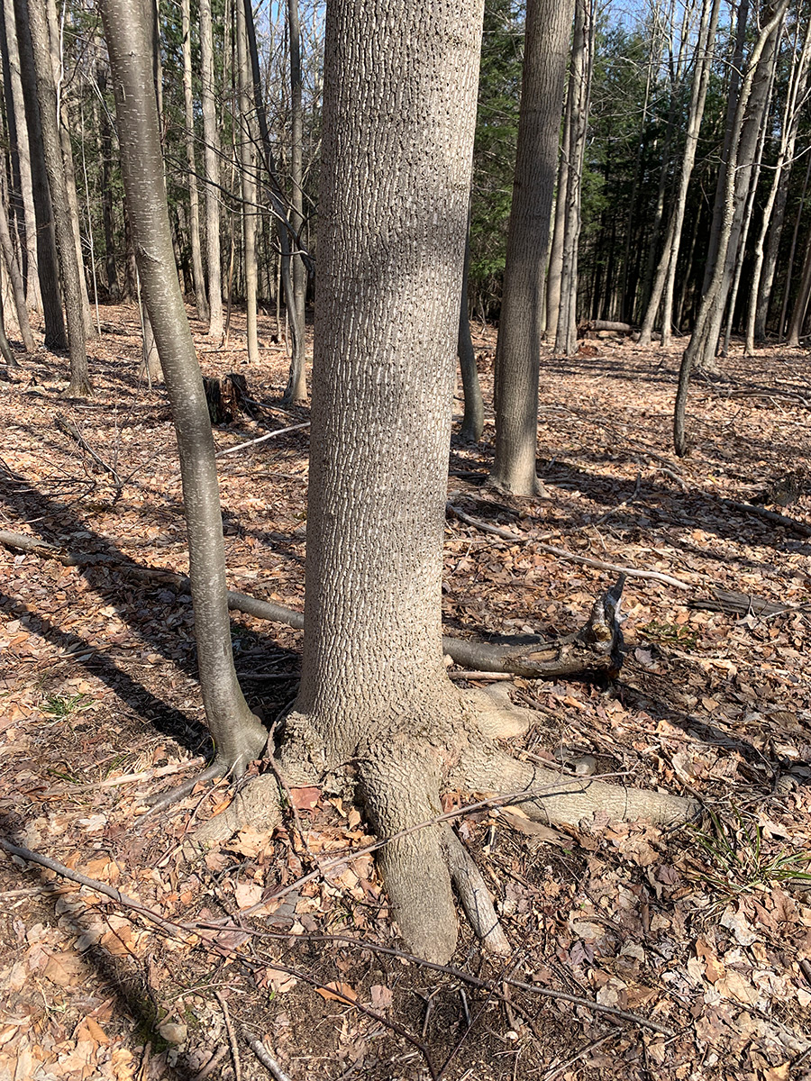 Tulip Roots -- this is about a 30 year old tree. 