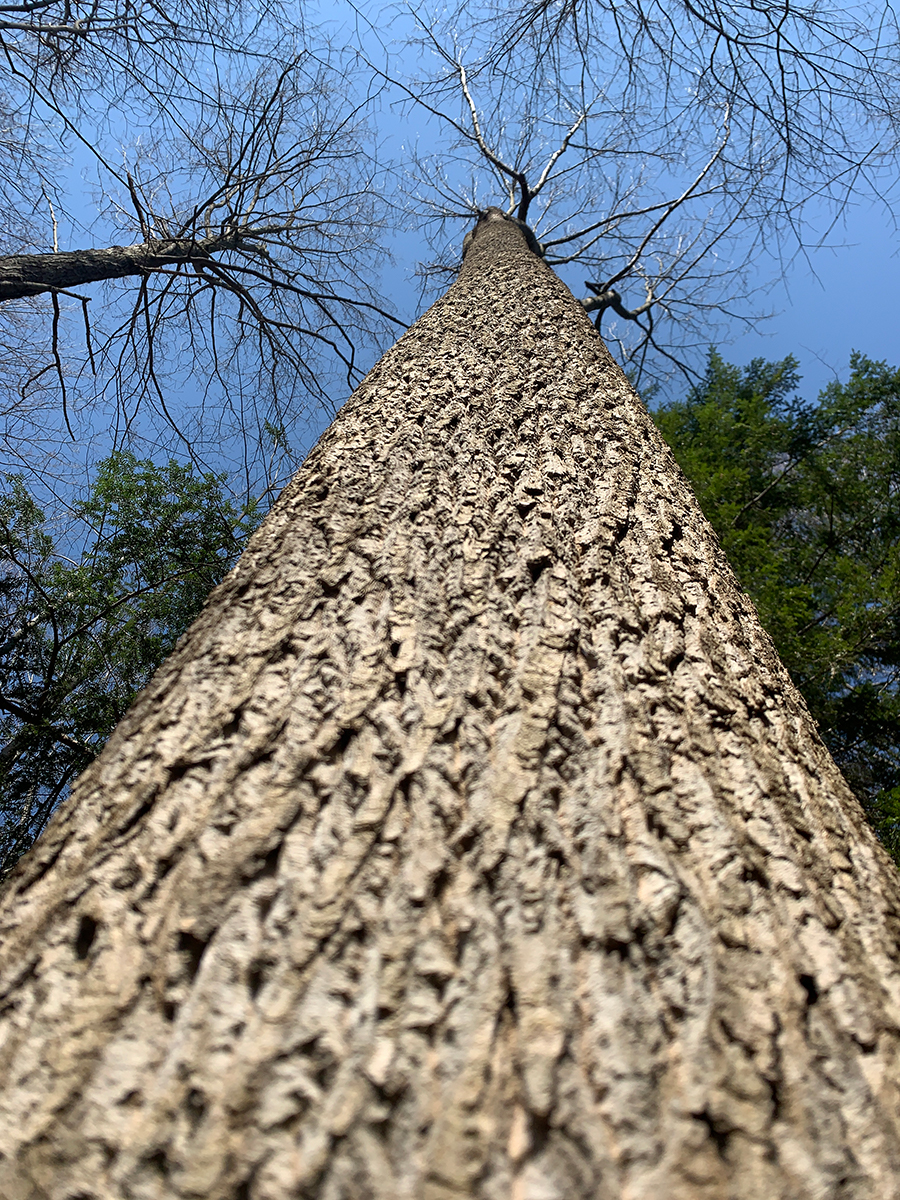 The beautiful tuilp tree standing tall!