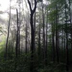 Deep Gratitude for a misty dark forest in the rain