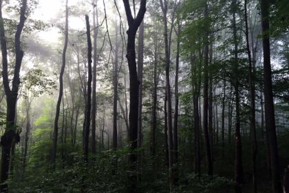 Deep Gratitude for a misty dark forest in the rain