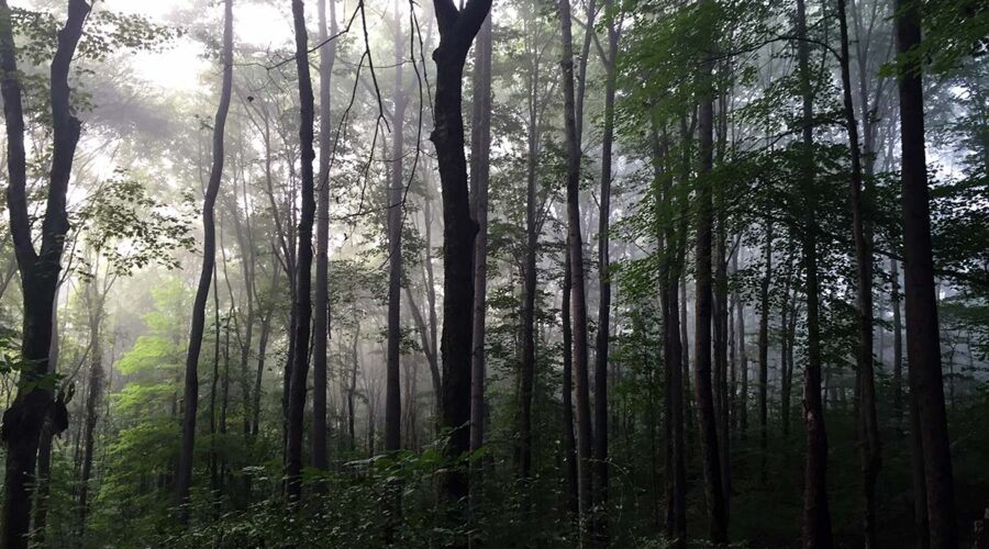 Deep Gratitude for a misty dark forest in the rain