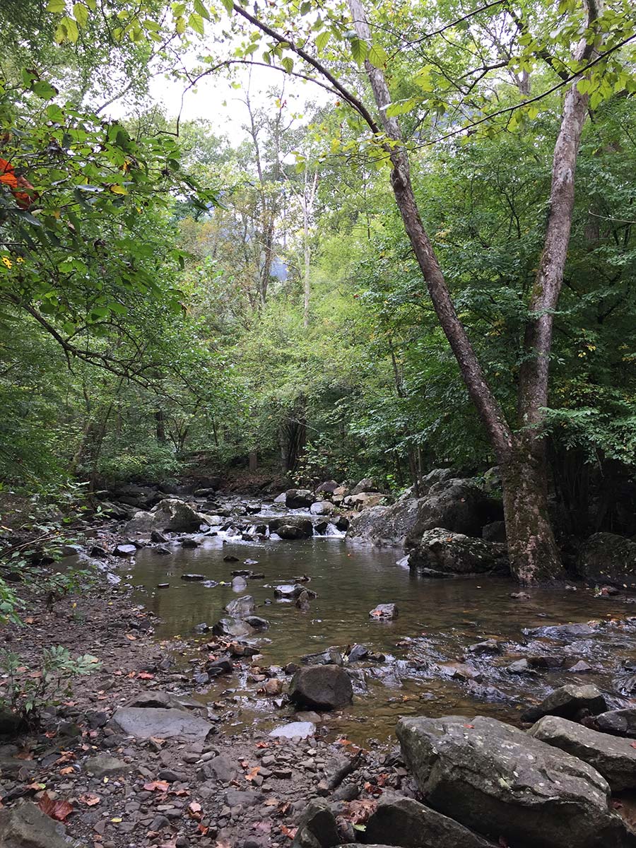 Sycamore by a gentle stream