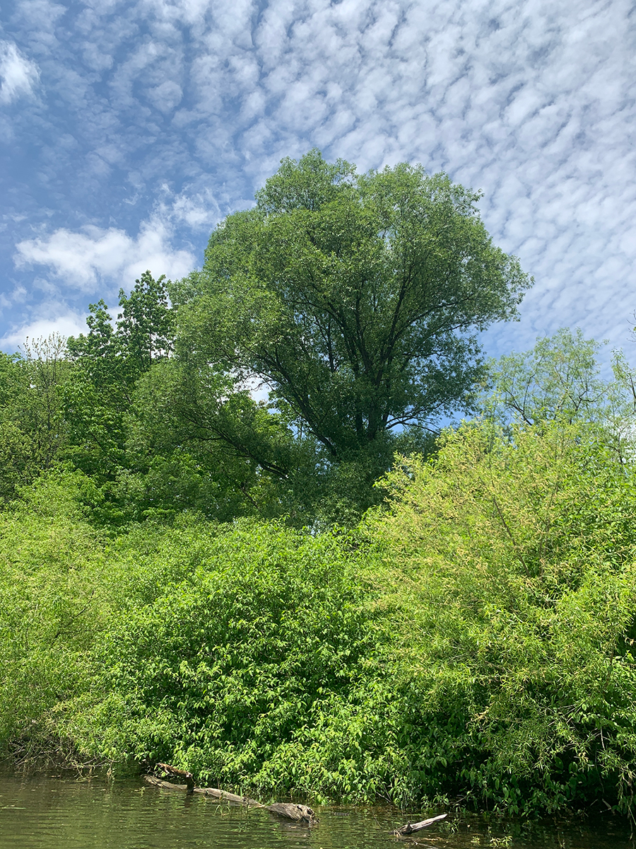 Sacred Trees in the Americas – Black Willow (Salix nigra) – Magic