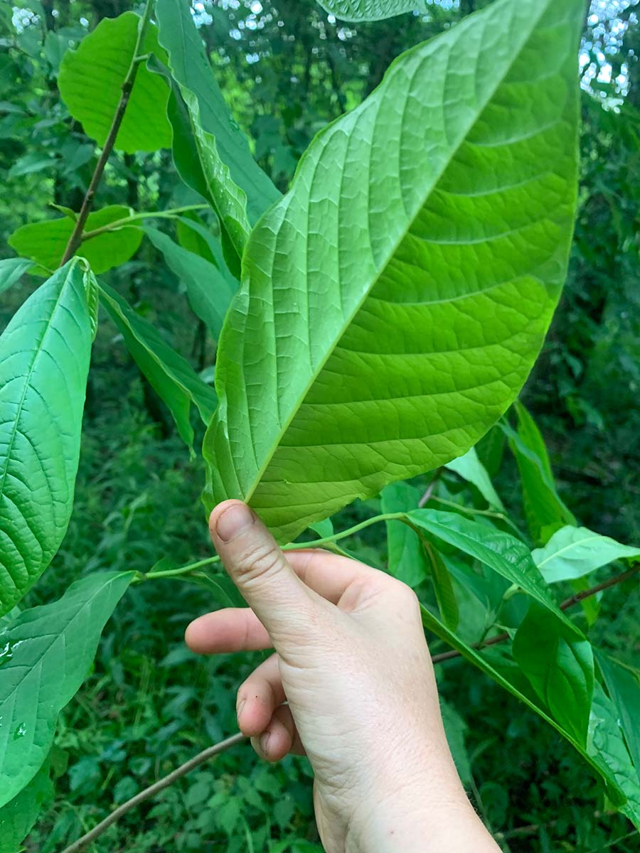 The Underside of the PawPaw Leaf