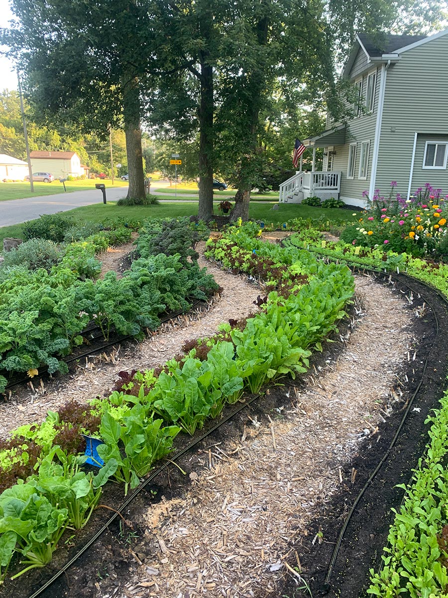 Front yard curves of lettuce, brassicas, herbs, onions, and more!