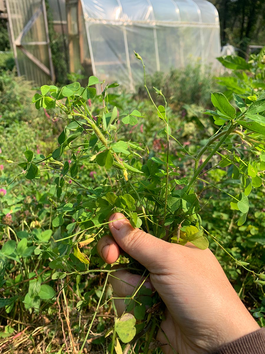 Wood Sorrel