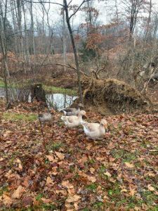 Geese help me honor and respect the fallen oak--she was their friend too!