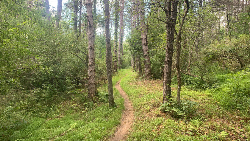 The forest path--a good place to wander!