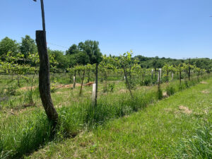 An orchard in the more agricultural areas at Dancing Rabbit--this was near where the goats from the dairy co-op were grazing!