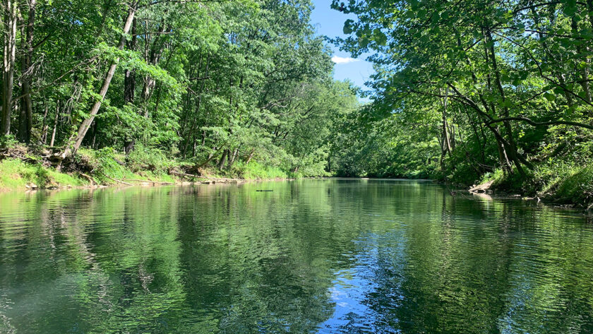 The kind of place I find many Lindens in the Allegheny Mountains--along streams good for kayaking!