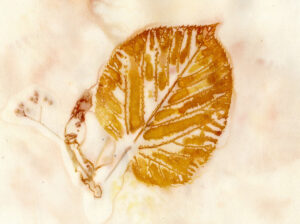 Linden leaf ecoprint