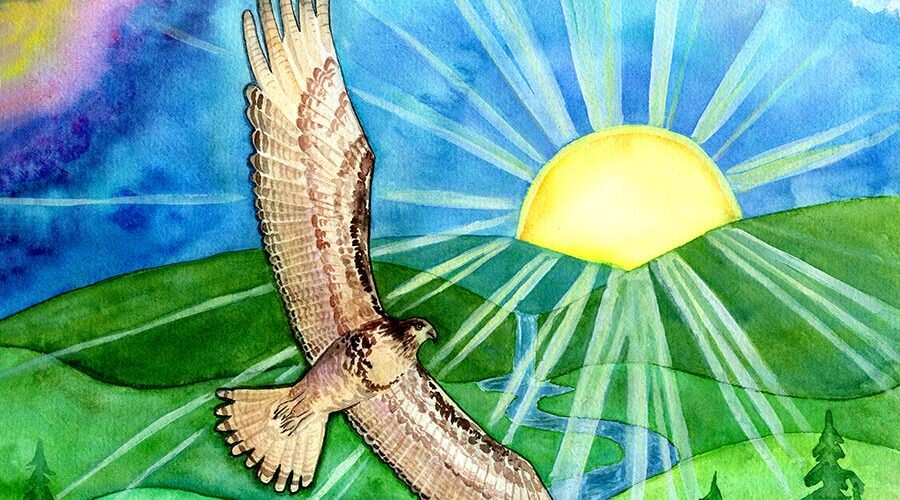 The Hawk of May soaring in the heights of the morning at the rising sun