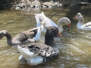 Geese swim in the stream