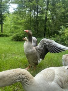 Holly Honk displays her beautiful wings