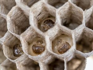 Polistes dominula nest by Haus-Feldwespe. Photograph used under a creative commons share and share alike license. 