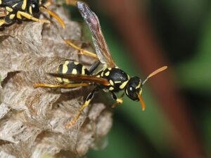 A young female paper wasp (Polistes sp). Under a creative commons share alike 3.0 license. 