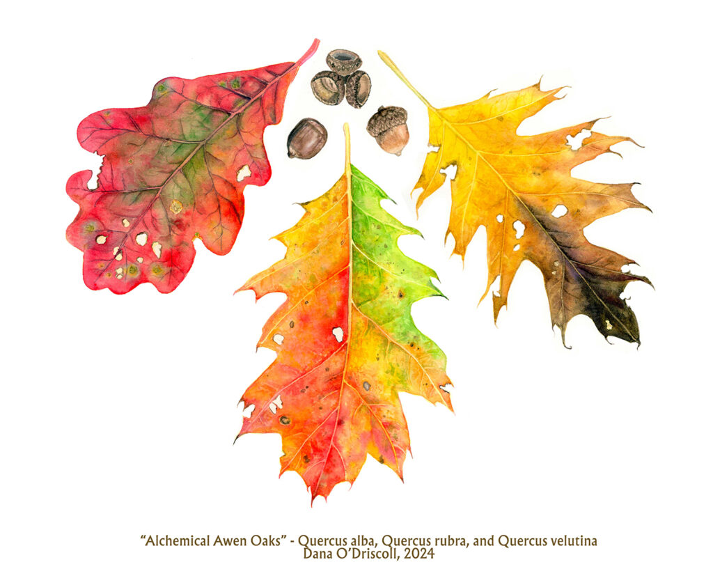 My most recent botanical illustration - oak leaves assembled in the shape of an awen, depicting the black, red, and white oak leaves in their fall splendor. 