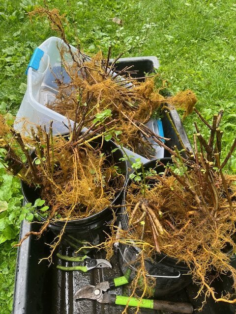 The giant pile of roots we removed from the forest to turn into medicine (after a quick spray off with the hose!)