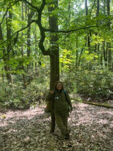 The Druid with an American Chestnut in Cooks Forest!