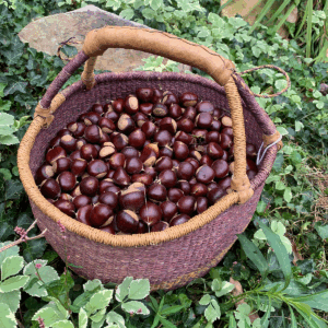 Basket of chestnuts