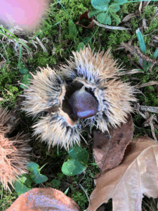 Chestnut bur