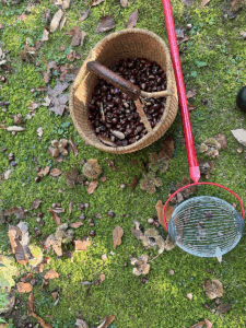 The Nut Weasel makes short work of chestnuts in mossy or lawn areas