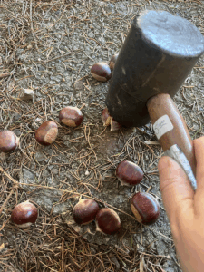 Tapping nuts on the concrete outside my house