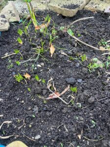 The first calamus bed in october--going to sleep for the winter months (I will mulch this soon)
