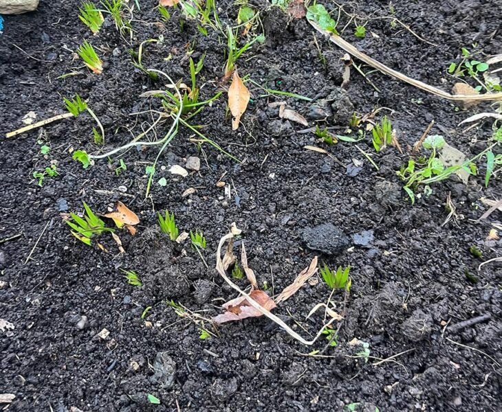 The first calamus bed in october--going to sleep for the winter months (I will mulch this soon)